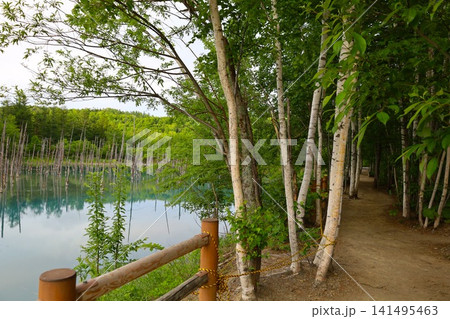 北海道、美瑛、丘の町、初夏の北海道、白金の青い池、早朝に訪れると観光客が一人もいない夜明けの神秘青池 北海道、美瑛、丘の町、初夏の北海道、白金の青い池、早朝に訪れると観光客が一人もいない夜明けの神秘青池 141495463