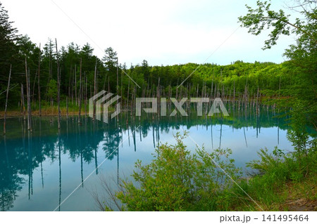 北海道、美瑛、丘の町、初夏の北海道、白金の青い池、早朝に訪れると観光客が一人もいない夜明けの神秘青池 北海道、美瑛、丘の町、初夏の北海道、白金の青い池、早朝に訪れると観光客が一人もいない夜明けの神秘青池 141495464