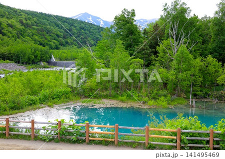 北海道、美瑛、丘の町、初夏の北海道、白金の青い池、早朝に訪れると観光客が一人もいない夜明けの神秘青池 北海道、美瑛、丘の町、初夏の北海道、白金の青い池、早朝に訪れると観光客が一人もいない夜明けの神秘青池 141495469