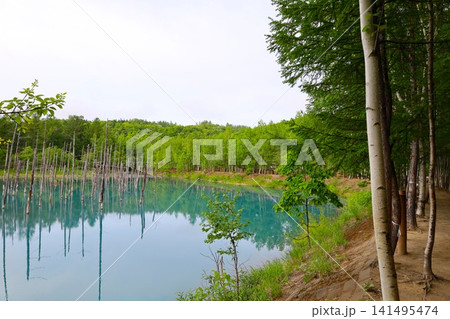 北海道、美瑛、丘の町、初夏の北海道、白金の青い池、早朝に訪れると観光客が一人もいない夜明けの神秘青池 141495474