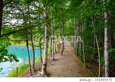 北海道、美瑛、丘の町、初夏の北海道、白金の青い池、早朝に訪れると観光客が一人もいない夜明けの神秘青池 北海道、美瑛、丘の町、初夏の北海道、白金の青い池、早朝に訪れると観光客が一人もいない夜明けの神秘青池 141495475