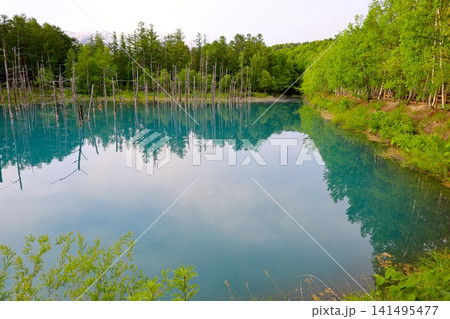 北海道、美瑛、丘の町、初夏の北海道、白金の青い池、早朝に訪れると観光客が一人もいない夜明けの神秘青池 141495477