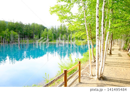 北海道、美瑛、丘の町、初夏の北海道、白金の青い池、早朝に訪れると観光客が一人もいない夜明けの神秘青池 141495484