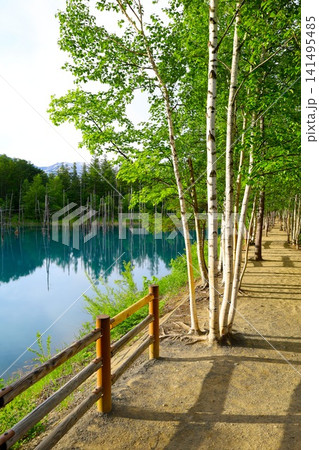 北海道、美瑛、丘の町、初夏の北海道、白金の青い池、早朝に訪れると観光客が一人もいない夜明けの神秘青池 北海道、美瑛、丘の町、初夏の北海道、白金の青い池、早朝に訪れると観光客が一人もいない夜明けの神秘青池 141495485