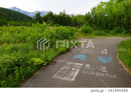 北海道、美瑛、丘の町、初夏の北海道、白金の青い池、早朝に訪れると観光客が一人もいない夜明けの神秘青池 141495489