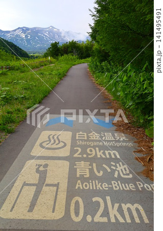 北海道、美瑛、丘の町、初夏の北海道、白金の青い池、早朝に訪れると観光客が一人もいない夜明けの神秘青池 北海道、美瑛、丘の町、初夏の北海道、白金の青い池、早朝に訪れると観光客が一人もいない夜明けの神秘青池 141495491