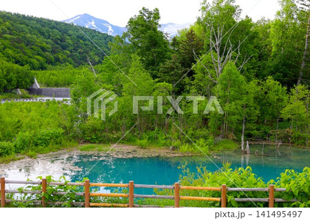 北海道、美瑛、丘の町、初夏の北海道、白金の青い池、早朝に訪れると観光客が一人もいない夜明けの神秘青池 北海道、美瑛、丘の町、初夏の北海道、白金の青い池、早朝に訪れると観光客が一人もいない夜明けの神秘青池 141495497