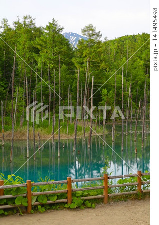 北海道、美瑛、丘の町、初夏の北海道、白金の青い池、早朝に訪れると観光客が一人もいない夜明けの神秘青池 北海道、美瑛、丘の町、初夏の北海道、白金の青い池、早朝に訪れると観光客が一人もいない夜明けの神秘青池 141495498