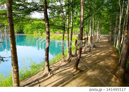 北海道、美瑛、丘の町、初夏の北海道、白金の青い池、早朝に訪れると観光客が一人もいない夜明けの神秘青池 141495517