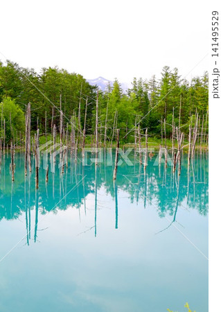 北海道、美瑛、丘の町、初夏の北海道、白金の青い池、早朝に訪れると観光客が一人もいない夜明けの神秘青池 141495529