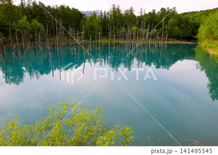 北海道、美瑛、丘の町、初夏の北海道、白金の青い池、早朝に訪れると観光客が一人もいない夜明けの神秘青池 141495545