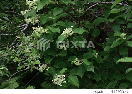 ノリウツギの花・糊空木・糊の原料・製紙材・根は喫煙パイプ材 ノリウツギの花・糊空木・糊の原料・製紙材・根は喫煙パイプ材 141495587