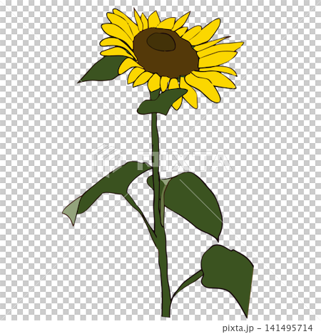 A simple sunflower. A sunflower looking up at the sky. A simple sunflower. A sunflower looking up at the sky. 141495714