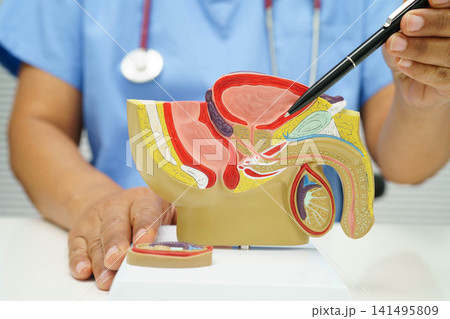Male reproductive system, Asian doctor holding human anatomy model for study diagnosis and treatment in hospital. Male reproductive system, Asian doctor holding human anatomy model for study diagnosis and treatment in hospital. 141495809