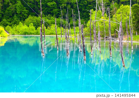 北海道、美瑛の丘、初夏〜夏の北海道、白金の青い池、早朝に訪れると観光客が一人もいない夜明けの神秘青池 141495844