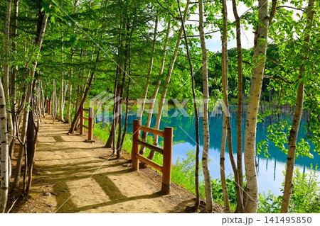 北海道、美瑛の丘、初夏〜夏の北海道、白金の青い池、早朝に訪れると観光客が一人もいない夜明けの神秘青池 北海道、美瑛の丘、初夏〜夏の北海道、白金の青い池、早朝に訪れると観光客が一人もいない夜明けの神秘青池 141495850