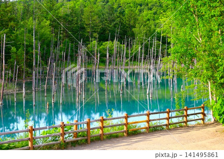 北海道、美瑛の丘、初夏〜夏の北海道、白金の青い池、早朝に訪れると観光客が一人もいない夜明けの神秘青池 北海道、美瑛の丘、初夏〜夏の北海道、白金の青い池、早朝に訪れると観光客が一人もいない夜明けの神秘青池 141495861