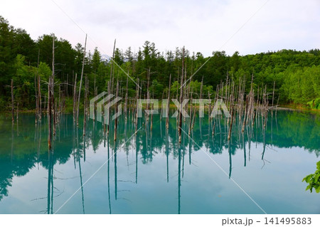 北海道、美瑛の丘、初夏〜夏の北海道、白金の青い池、早朝に訪れると観光客が一人もいない夜明けの神秘青池 北海道、美瑛の丘、初夏〜夏の北海道、白金の青い池、早朝に訪れると観光客が一人もいない夜明けの神秘青池 141495883