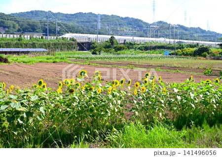 ヒマワリの花・夏の風物詩・季節の花の背景素材 ヒマワリの花・夏の風物詩・季節の花の背景素材 141496056