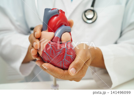 Cardiovascular disease CVD, doctor with heart human model anatomy for treatment patient in hospital. Cardiovascular disease CVD, doctor with heart human model anatomy for treatment patient in hospital. 141496099