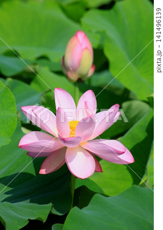 蓮の花のある風景 141496139