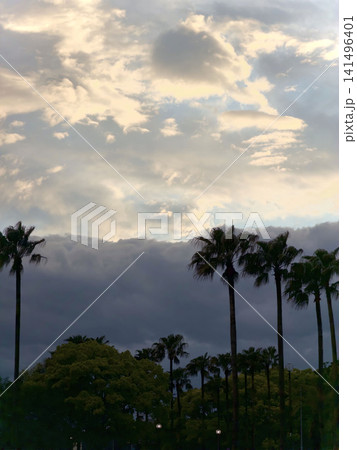 夕焼けに染まるドラマチックな雲とヤシの木のシルエットを捉えた風景写真。旅行、夏、南国、自然、天気など 141496401