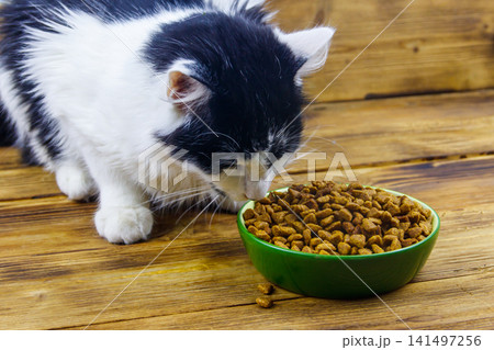 Cat eating his food from ceramic bowl on wooden floor Cat eating his food from ceramic bowl on wooden floor 141497256