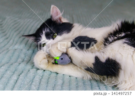 Beautiful cat playing with a mouse toy on a bed 141497257