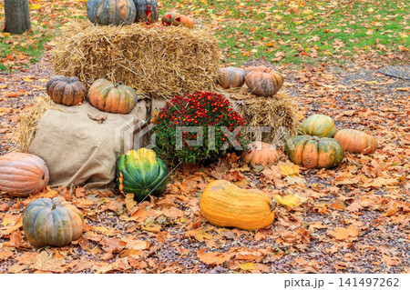 Decorative composition of the pumpkins with colorful leaves. Fall, Thanksgiving and Halloween celebration concept Decorative composition of the pumpkins with colorful leaves. Fall, Thanksgiving and Halloween celebration concept 141497262