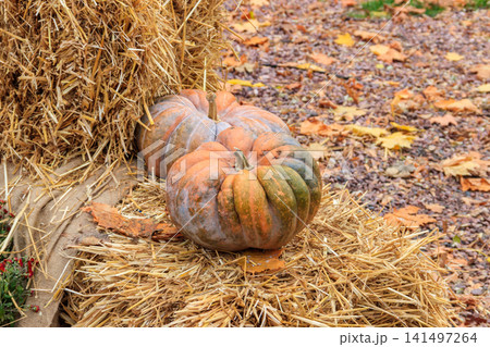 Decorative composition of the pumpkins with colorful leaves. Fall, Thanksgiving and Halloween celebration concept Decorative composition of the pumpkins with colorful leaves. Fall, Thanksgiving and Halloween celebration concept 141497264