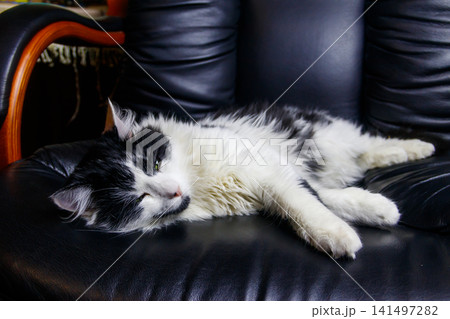 Young cat in a black leather armchair Young cat in a black leather armchair 141497282