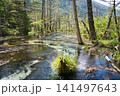 立ち枯れ木と透明な水面が織りなす上高地の神秘的な湿地風景② 141497643