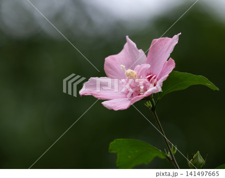 淡桃色の花笠咲き(半八重咲き)のムクゲ 淡桃色の花笠咲き(半八重咲き)のムクゲ 141497665