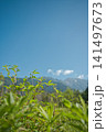 青空と穂高連峰が広がる上高地の雄大な湿原風景② 141497673