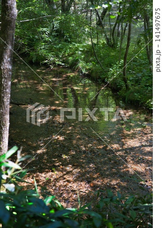 木陰の小川と水面に映る森の影が美しい上高地の風景① 木陰の小川と水面に映る森の影が美しい上高地の風景① 141497675