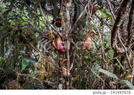 Nepenthes villosa growing in the forest in Kinabalu Park, Malaysia. Nepenthes is a genus of carnivorous plants, also known as tropical pitcher plants, or monkey cups. Nepenthes villosa growing in the forest in Kinabalu Park, Malaysia. Nepenthes is a genus of carnivorous plants, also known as tropical pitcher plants, or monkey cups. 141497678