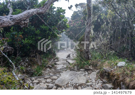 An environment of sub-alpine forest while walking on summit trail to Panalaban base camp (3,200 m) on Mt.Kinabalu the highest point in Malaysia and Borneo island. An environment of sub-alpine forest while walking on summit trail to Panalaban base camp (3,200 m) on Mt.Kinabalu the highest point in Malaysia and Borneo island. 141497679