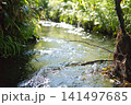 透明度の高い美しい清流と新緑の風景 141497685