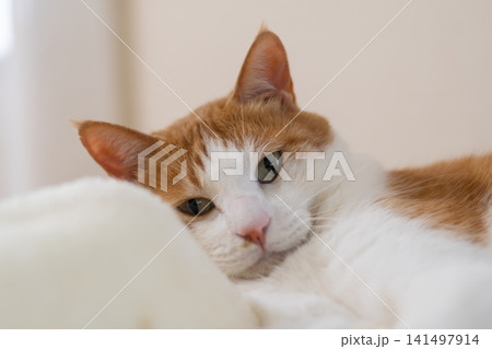 寝転んでくつろぐ猫 茶トラ白 寝転んでくつろぐ猫 茶トラ白 141497914