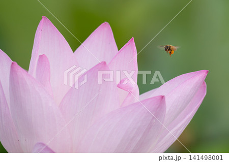 ミツバチと蓮の花 ミツバチと蓮の花 141498001