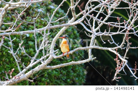 カワセミ カワセミ 141498141