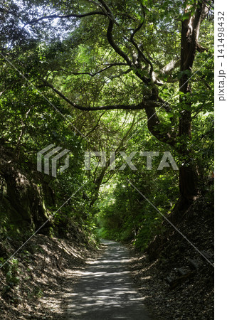 亀ヶ谷坂・鎌倉七切通・鎌倉 亀ヶ谷坂・鎌倉七切通・鎌倉 141498432