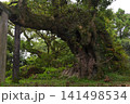 府馬の大クス 141498534
