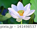 白い蓮の花 141498537