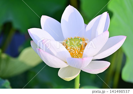 白い蓮の花 白い蓮の花 141498537