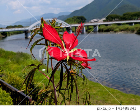 川辺に咲くモミジアオイと夏の橋風景 川辺に咲くモミジアオイと夏の橋風景 141498843