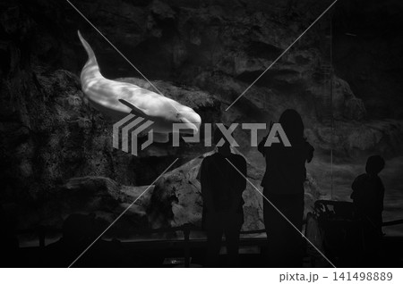 水族館でシロイルカ(ベルーガ)とシルエットの観客 水族館でシロイルカ(ベルーガ)とシルエットの観客 141498889
