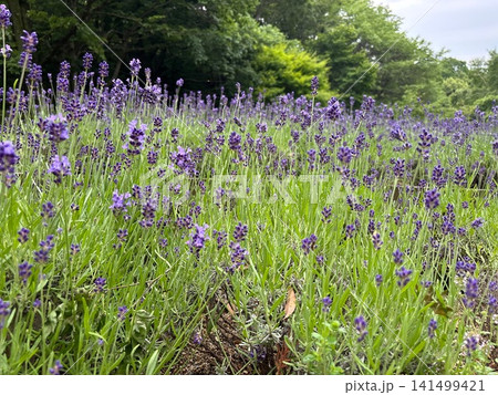 咲き始めたラベンダー 紫の花穂のクローズアップ 咲き始めたラベンダー 紫の花穂のクローズアップ 141499421
