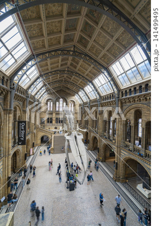 ロンドン自然史博物館 ヒンツェ・ホールのシロナガスクジラ骨格標本と歴史的建築 ロンドン自然史博物館 ヒンツェ・ホールのシロナガスクジラ骨格標本と歴史的建築 141499495