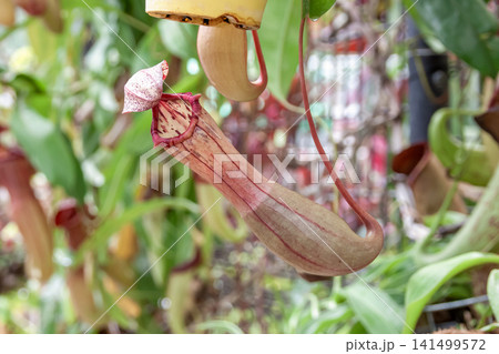 常緑性の蔓植物であるウツボカズラは食虫植物【ウツボカズラ科】 常緑性の蔓植物であるウツボカズラは食虫植物【ウツボカズラ科】 141499572
